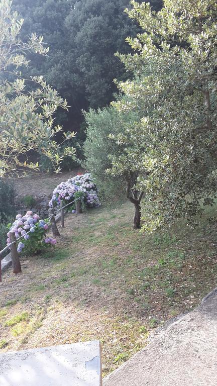 Arvasia فيرناتْسا المظهر الخارجي الصورة